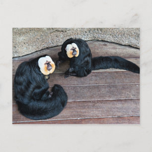 Cartão Postal Cartão-postal dos Macacos Saki