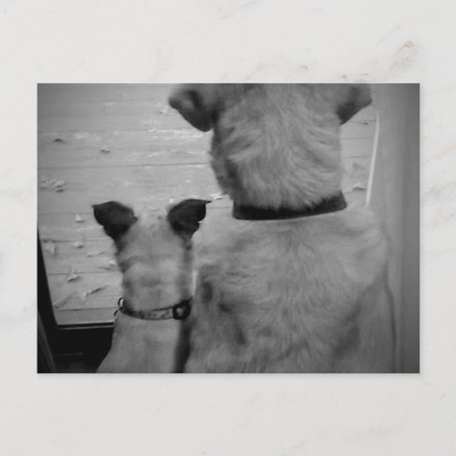 Cartão Postal Cartão-postal dos melhores amigos (Frente)