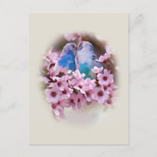 Cartão Postal Cartão-postal dos periquitos de amor
