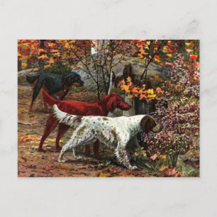 Cartão Postal Cartão-postal dos três setters