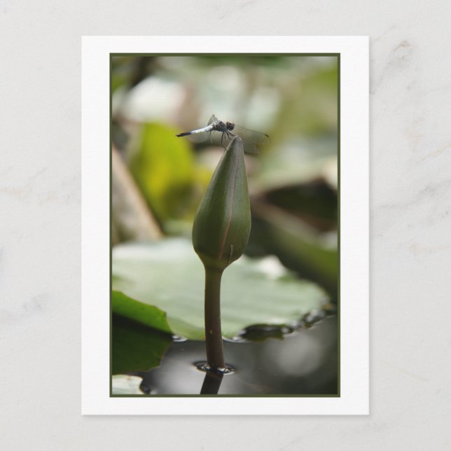 Cartão Postal Cartão-postal Dragonfly (Frente)