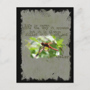 Cartão Postal Cartão-postal Dragonfly