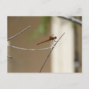 Cartão Postal Cartão-postal Dragonfly