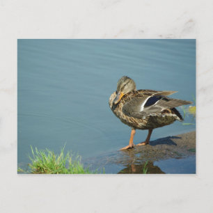 Cartão Postal Cartão-postal Duck