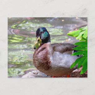 Cartão Postal Cartão-postal Duck