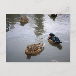 Cartão Postal Cartão-postal Duck Pond