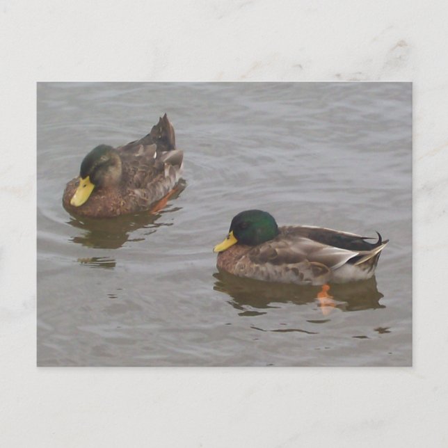 Cartão Postal Cartão-postal Ducks (Frente)