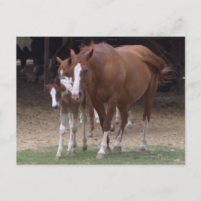 Cartão Postal Cartão-postal DX - Belos Cavalos (Frente)