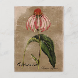 Cartão Postal Cartão-postal Echinacea Estilo Vintage