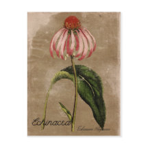 Cartão-postal Echinacea Estilo Vintage