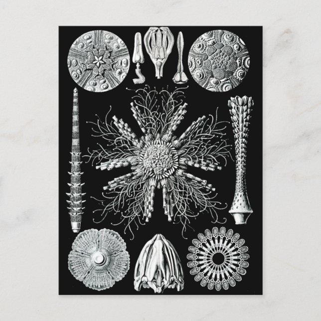 Cartão Postal Cartão-postal Echinidea (Frente)