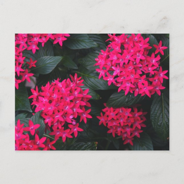 Cartão Postal Cartão-postal Egípcio da Star Flower (Frente)