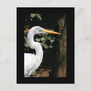 Cartão Postal Cartão-postal Egret Branco do excelente