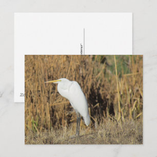 Cartão Postal Cartão-postal - Egret no Grass