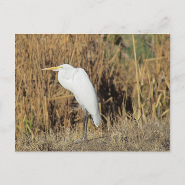 Cartão Postal Cartão-postal - Egret no Grass (Frente)