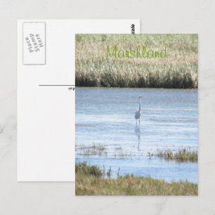 Cartão Postal Cartão-postal - Egret orgulha-se