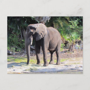 Cartão Postal Cartão-postal elefante