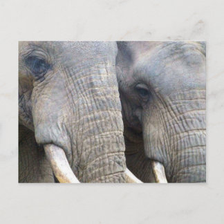 Cartão Postal Cartão-postal elefante