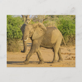 Cartão Postal Cartão-postal - Elefante de Arranque na Zâmbia