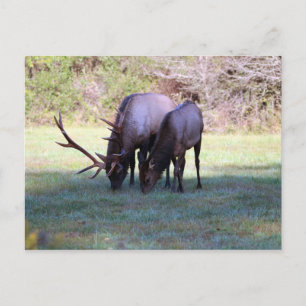 Cartão Postal Cartão-postal Elk