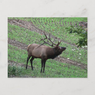 Cartão Postal Cartão-postal Elk