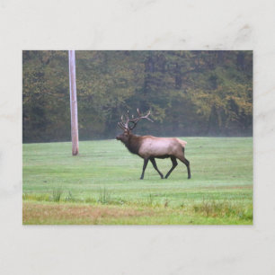 Cartão Postal Cartão-postal Elk