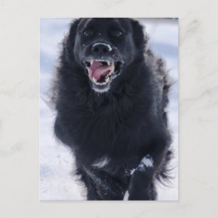 Cartão Postal Cartão-postal em Execução na Terra Nova