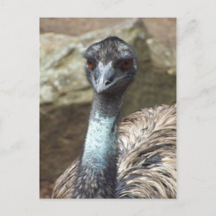 Cartão Postal Cartão-postal Emu