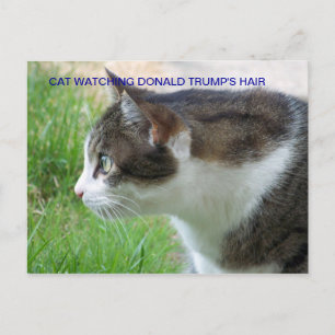 Cartão Postal Cartão-postal engraçado: Cat assistindo o cabelo d