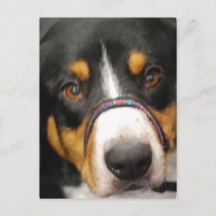 Cartão Postal Cartão-postal Entlebucher Mountain Dog