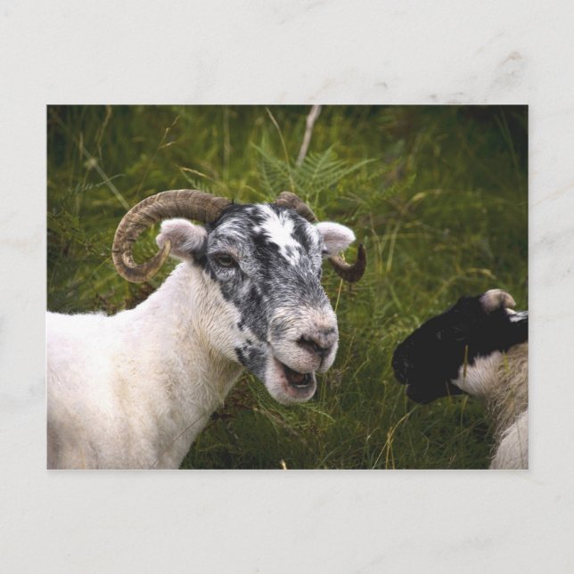 Cartão Postal Cartão-postal Ewe (Frente)