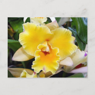 Cartão Postal Cartão-postal Exótico e Estonteante