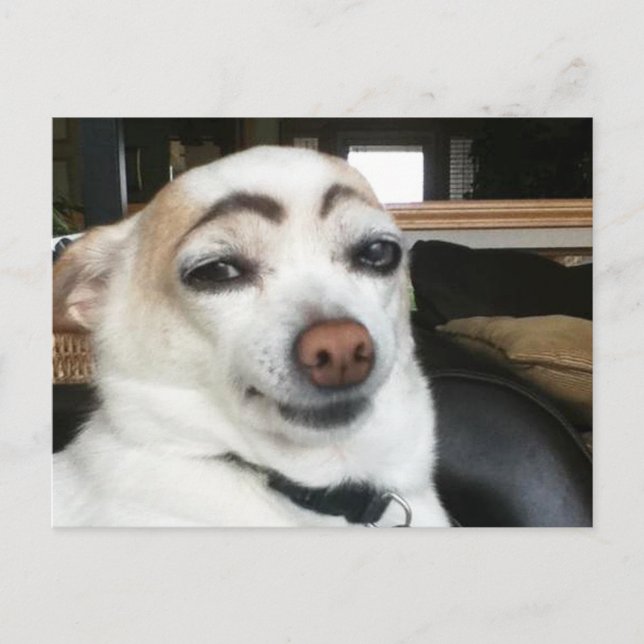 Cartão Postal Cartão-postal Eyebrow Dog Meme (Frente)
