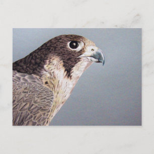 Cartão Postal Cartão-postal Falcão Peregrino