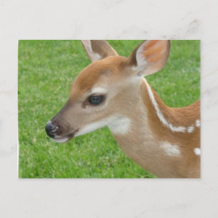 Cartão Postal Cartão-postal Fawn