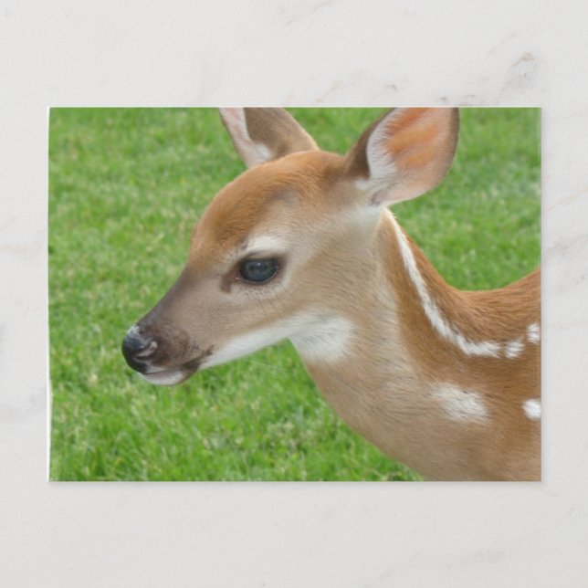 Cartão Postal Cartão-postal Fawn (Frente)