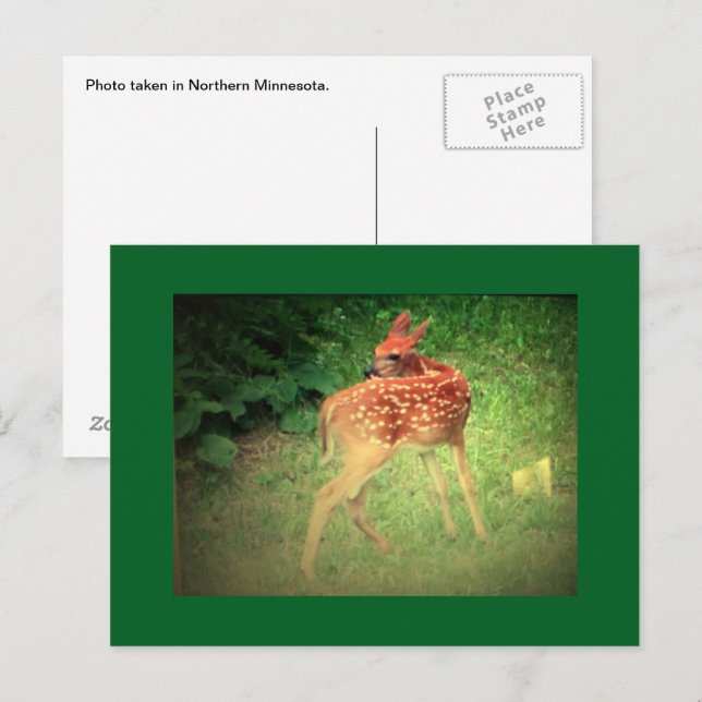 Cartão Postal Cartão-postal Fawn (Frente/Verso)