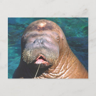 Cartão Postal Cartão-postal Fechado de Walrus Eyes