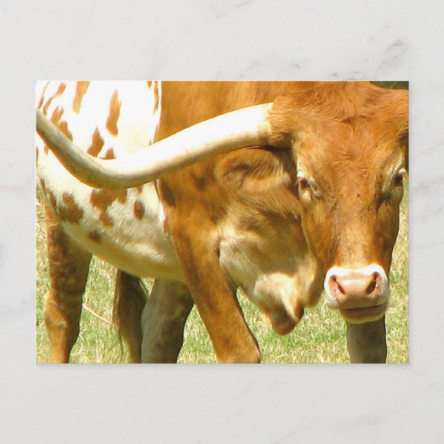 Cartão Postal Cartão-postal Fechado do Texas Longhorn (Frente)