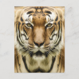 Cartão Postal Cartão-postal Fechado do Tigre