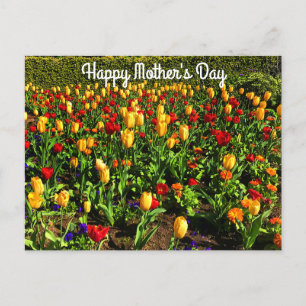 Cartão Postal Cartão-postal Feliz Dia de as mães Vermelho e Amar