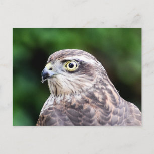 Cartão Postal Cartão-postal feminino Sparrowhawk