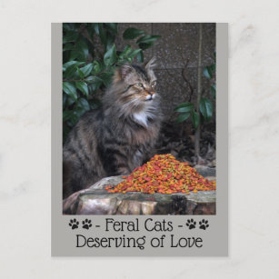 Cartão Postal Cartão-postal Feral Cats Merecedor do Amor