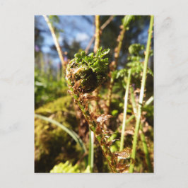Cartão Postal Cartão-postal Fern Frond