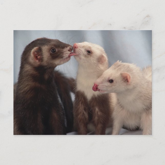 Cartão Postal Cartão-postal Ferret Love (Frente)