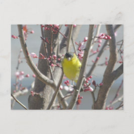 Cartão Postal Cartão-postal - Finch Amarelo na Árvore Cerejeira