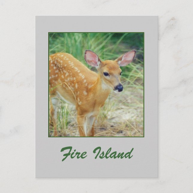 Cartão Postal Cartão-postal 'Fire Island Fawn' (Frente)
