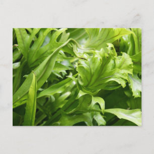 Cartão Postal Cartão-postal Fishtail Fern