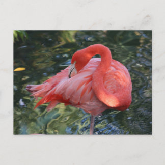 Cartão Postal Cartão-postal Flamingo Rosa