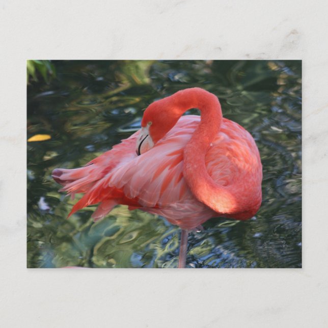 Cartão Postal Cartão-postal Flamingo Rosa (Frente)